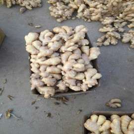 山东生姜产地优质鲜姜老姜供应低价批发 出售