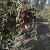 全国新疆红枣的集散地都在哪里？