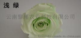 混色5-6cm永生玫瑰 保鲜花 永生花DIY首选高端花材 30色可选