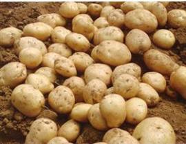 秋季土豆预售新土豆种子