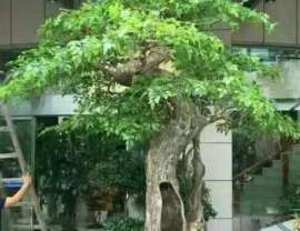 广东仿真树雕塑厂制作各类仿真树雕塑 假树批发 生态园林景观摆件
